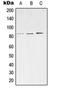 Synaptic Vesicle Glycoprotein 2C antibody, orb215065, Biorbyt, Western Blot image 