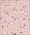 Formin 2 antibody, NBP2-24615, Novus Biologicals, Immunohistochemistry frozen image 