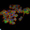 Eukaryotic Translation Initiation Factor 4E antibody, LS-C812578, Lifespan Biosciences, Immunofluorescence image 