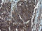 Programmed Cell Death 6 Interacting Protein antibody, LS-C338469, Lifespan Biosciences, Immunohistochemistry frozen image 