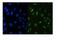 RUNX Family Transcription Factor 3 antibody, PB9432, Boster Biological Technology, Immunofluorescence image 