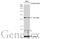 Tyrosine 3-Monooxygenase/Tryptophan 5-Monooxygenase Activation Protein Beta antibody, GTX113297, GeneTex, Western Blot image 