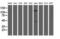 NEDD9-interacting protein with calponin homology and LIM domains antibody, M04949, Boster Biological Technology, Western Blot image 