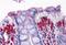 Proline Dehydrogenase 1 antibody, MBS244871, MyBioSource, Immunohistochemistry paraffin image 