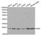 RAN, Member RAS Oncogene Family antibody, A0976, ABclonal Technology, Western Blot image 