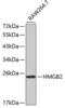 High Mobility Group Box 2 antibody, 18-890, ProSci, Western Blot image 