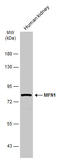 Mitofusin 1 antibody, GTX133351, GeneTex, Western Blot image 