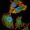 Interleukin 34 antibody, GTX82810, GeneTex, Immunofluorescence image 