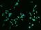 Zinc Finger Protein 768 antibody, 206141-T02, Sino Biological, Immunohistochemistry paraffin image 