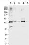 Mtr4 Exosome RNA Helicase antibody, ab70551, Abcam, Western Blot image 