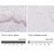 TLE Family Member 3, Transcriptional Corepressor antibody, NBP2-30646, Novus Biologicals, Immunohistochemistry paraffin image 