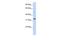 Neuraminidase 4 antibody, GTX45763, GeneTex, Western Blot image 