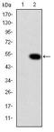 CRK Proto-Oncogene, Adaptor Protein antibody, MA5-15891, Invitrogen Antibodies, Western Blot image 