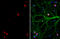 TAR DNA Binding Protein antibody, GTX630196, GeneTex, Immunofluorescence image 