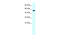 Glycine Receptor Alpha 1 antibody, 31-089, ProSci, Enzyme Linked Immunosorbent Assay image 