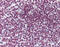 Forkhead Box O3 antibody, 51-946, ProSci, Immunohistochemistry frozen image 