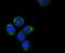 Cytochrome C, Somatic antibody, NBP2-67604, Novus Biologicals, Immunofluorescence image 