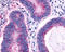 C-C chemokine receptor type 1 antibody, TA316601, Origene, Immunohistochemistry frozen image 