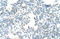 Homeobox C10 antibody, 29-036, ProSci, Immunohistochemistry frozen image 