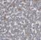 Molybdenum Cofactor Sulfurase antibody, FNab05263, FineTest, Immunohistochemistry frozen image 