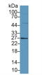 Family With Sequence Similarity 3 Member B antibody, LS-C373744, Lifespan Biosciences, Western Blot image 