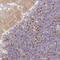 Solute Carrier Family 17 Member 7 antibody, NBP2-33597, Novus Biologicals, Immunohistochemistry frozen image 
