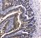 Cytochrome C Oxidase Subunit 4I1 antibody, A05442-1, Boster Biological Technology, Immunohistochemistry frozen image 