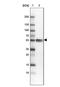 ENAH Actin Regulator antibody, NBP2-38132, Novus Biologicals, Western Blot image 