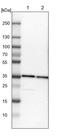 Thioredoxin Like 1 antibody, PA5-51749, Invitrogen Antibodies, Western Blot image 