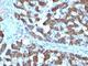 Carbamoyl-Phosphate Synthase 1 antibody, V2468SAF-100UG, NSJ Bioreagents, Immunofluorescence image 
