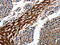 Cytochrome P450 3A4 antibody, CSB-PA178836, Cusabio, Immunohistochemistry paraffin image 