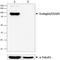 Endoglin antibody, 684102, BioLegend, Western Blot image 