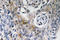 CD63 Molecule antibody, LS-C199802, Lifespan Biosciences, Immunohistochemistry frozen image 