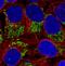 Tu Translation Elongation Factor, Mitochondrial antibody, NBP2-36753, Novus Biologicals, Immunocytochemistry image 