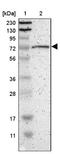 G Protein Signaling Modulator 2 antibody, NBP1-85231, Novus Biologicals, Western Blot image 