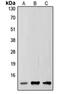 Small Ubiquitin Like Modifier 2 antibody, orb214592, Biorbyt, Western Blot image 