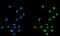 Cleavage And Polyadenylation Specific Factor 6 antibody, A04551-1, Boster Biological Technology, Immunofluorescence image 