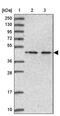 NOP2/Sun RNA Methyltransferase 6 antibody, PA5-61119, Invitrogen Antibodies, Western Blot image 