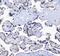 Splicing Factor 1 antibody, A01009, Boster Biological Technology, Immunohistochemistry frozen image 