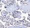 Mammalian branch point-binding protein antibody, A01009, Boster Biological Technology, Immunohistochemistry frozen image 