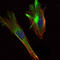 CREB Regulated Transcription Coactivator 2 antibody, M01118, Boster Biological Technology, Immunofluorescence image 