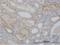 Cathepsin H antibody, H00001512-B01P, Novus Biologicals, Immunohistochemistry paraffin image 