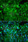 POC1 Centriolar Protein A antibody, A7465, ABclonal Technology, Immunofluorescence image 