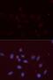 Amyloid Beta Precursor Like Protein 2 antibody, LS-C334068, Lifespan Biosciences, Immunofluorescence image 