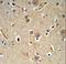 NEDD4 E3 Ubiquitin Protein Ligase antibody, LS-C164818, Lifespan Biosciences, Immunohistochemistry paraffin image 