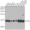 Cytochrome C Oxidase Subunit 5B antibody, GTX33114, GeneTex, Western Blot image 