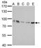 THO Complex 1 antibody, NB100-174, Novus Biologicals, Western Blot image 