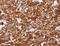 Discoidin, CUB And LCCL Domain Containing 2 antibody, LS-B15398, Lifespan Biosciences, Immunohistochemistry frozen image 