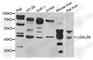 Galectin 9 antibody, A6271, ABclonal Technology, Western Blot image 
