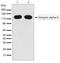 Integrin Subunit Alpha 6 antibody, 710209, Invitrogen Antibodies, Western Blot image 